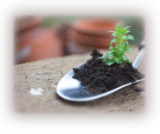 Image: Planting green shoots for tomorrow